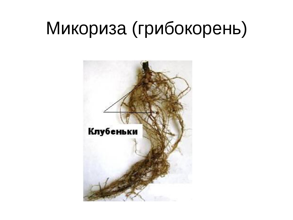 Микориза это. Микориза грибокорень. Грибокорень или микориза это. Микориза осины. Микориза берёзы.