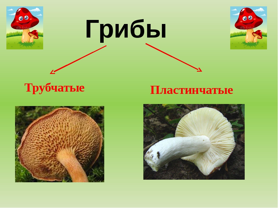Подберезовик трубчатый или пластинчатый. Трубчатые грибы 2) пластинчатые грибы. Грибы губчатые, трубчатые и пластинчатые. Боровик трубчатый или пластинчатый гриб. Опята пластинчатый или трубчатый.