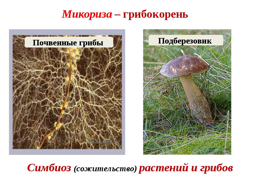 Какой тип питания характерен для подберезовика. Грибница микориза. Строение гриба микориза. Шампиньоны микориза. Микориза грибокорень.