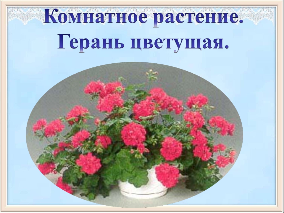 Пеларгония описание растения. Проект герань-комнатное растение. Презентация герань комнатное растение. Сообщение о герани. Презентация на тему герань.