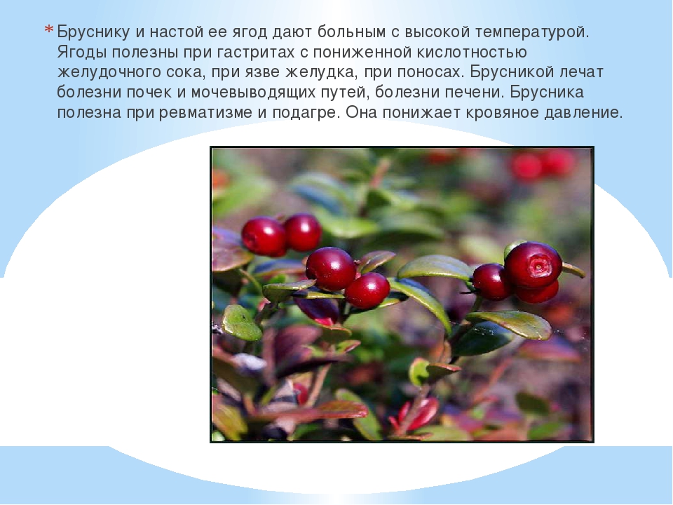 Во бору брусника пусть будет все как. Брусника презентация. Брусника описание. Легенда о бруснике. Ягоды брусники презентация.