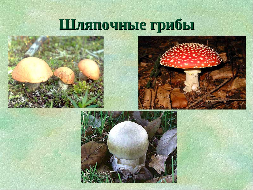 Три примера шляпочных грибов. Шляпочные грибы. Съедобные Шляпочные грибы название. Высшие Шляпочные грибы. Виды грибов Шляпочные грибы.