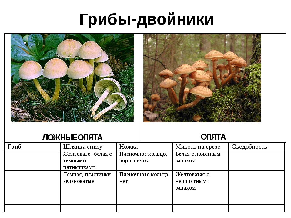 Опенок осенний тип питания