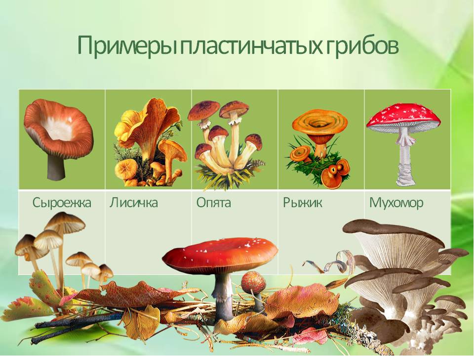 5 пластинчатых грибов