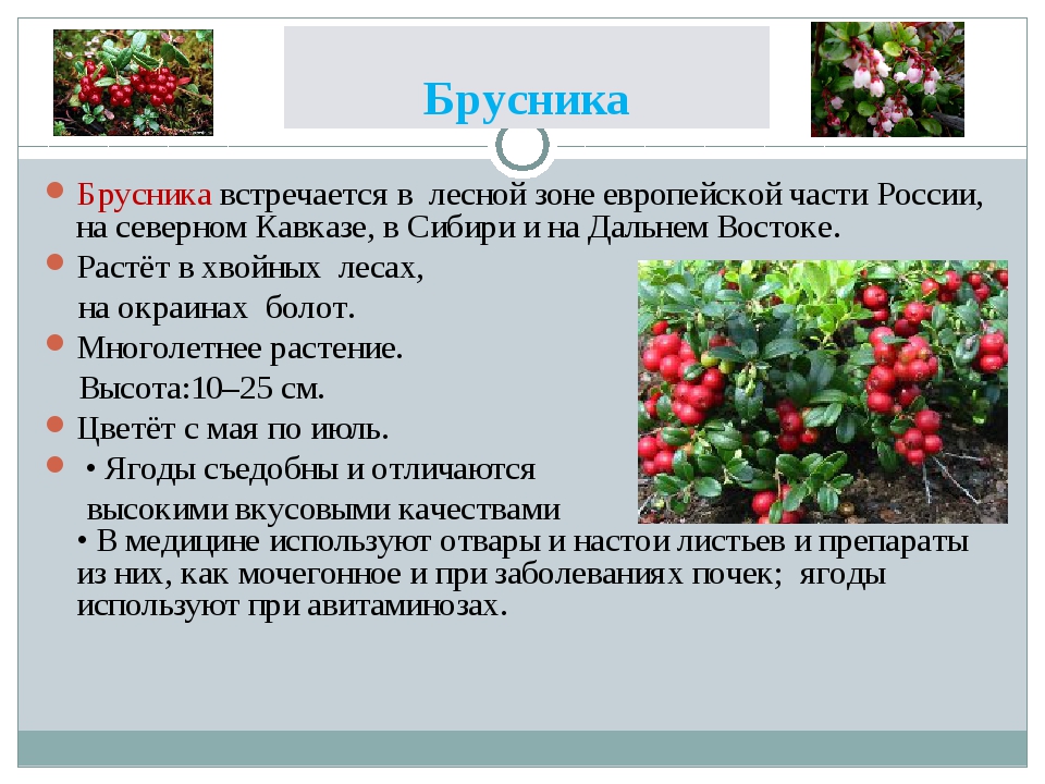 Брусника польза. Брусника описание. Брусника лекарственное растение. Брусника обыкновенная описание. Дикорастущие растения брусника.