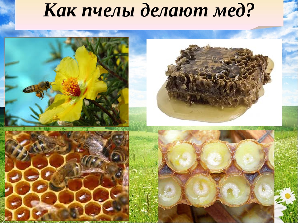 Пчелы получают мед. Как пчелы делают мед. Как делают мед. Пчелы и мед. Что делают пчёлы?.