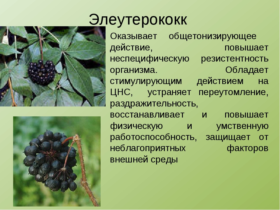 Элеутерококк для чего. Элеутерококк лекарственное растение. Элеутерококк описание. Элеутерококк растение описание. Элеутерококк Сахалинский.