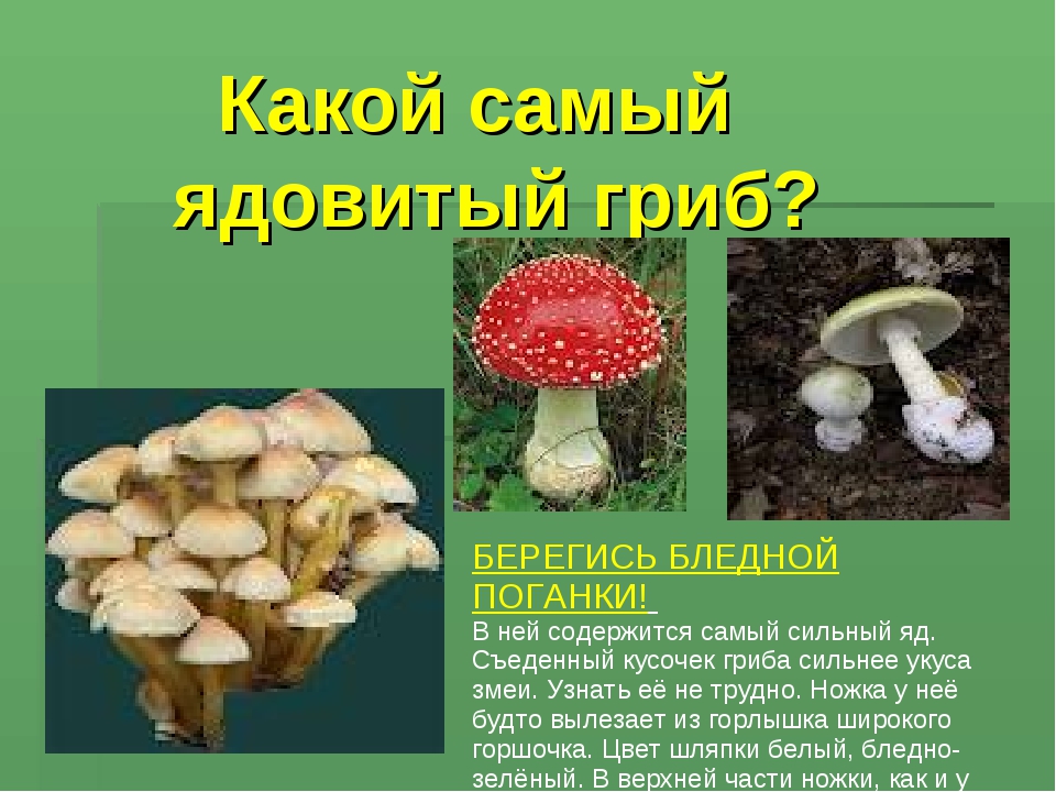Несъедобный как пишется. Сообщение о грибах не сьедобные 2 класс. Опасный гриб бледная поганка. Ядовитые грибы доклад. Сообщение о ядовитых грибах.