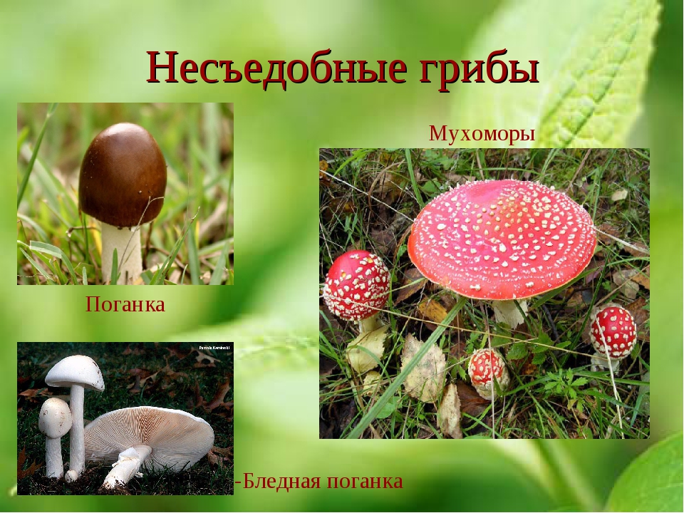 Какие есть грибы несъедобные. Ядовитые грибы грибы. Несъедобные грибы. Несъедобные грибы названия. Грибы: съедобные и несъедобные.