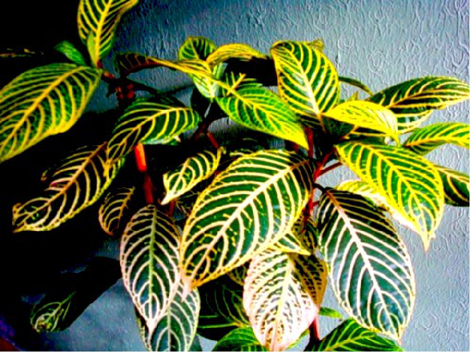 Комнатные растения с желтыми листьями фото и названия