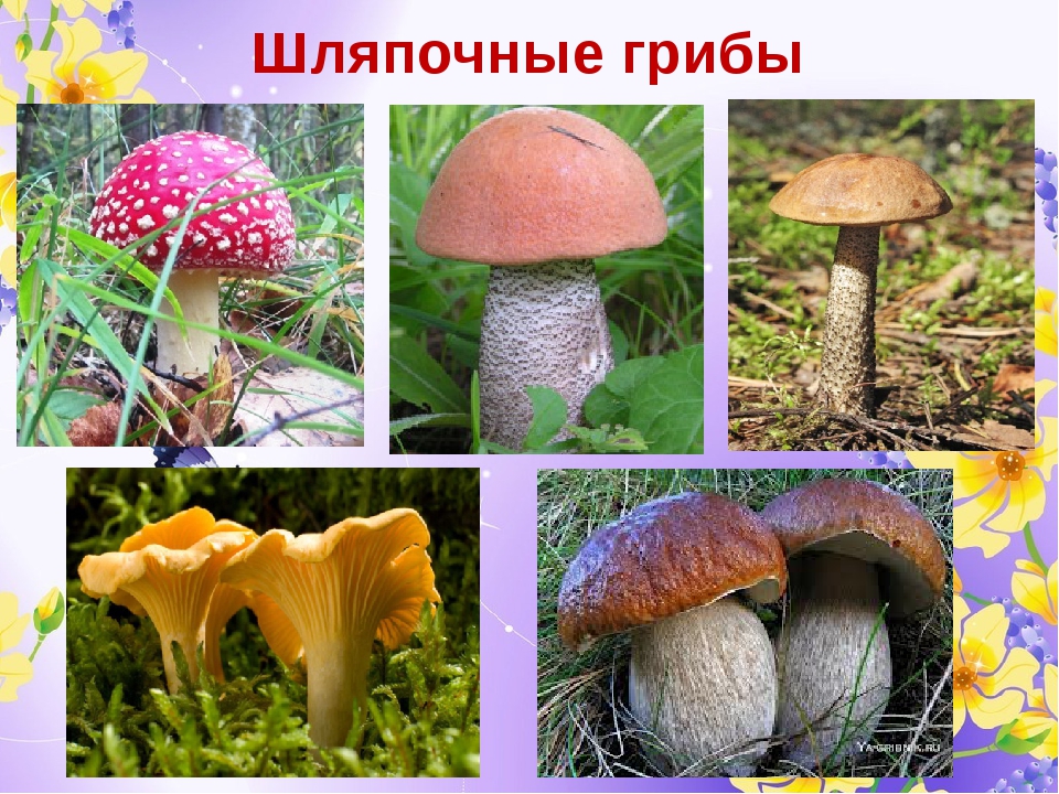 К шляпочным грибам относят. Шляпочные грибы. Шляпочные грибы разнообразие. Съедобные Шляпочные грибы съедобные.