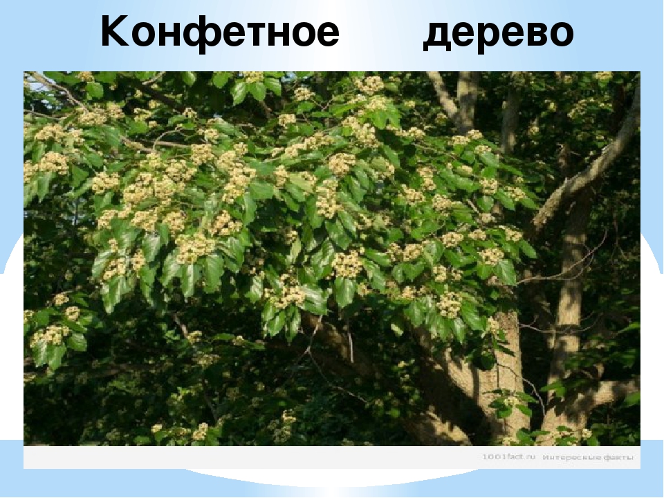 Конфетное дерево в абхазии фото с описанием