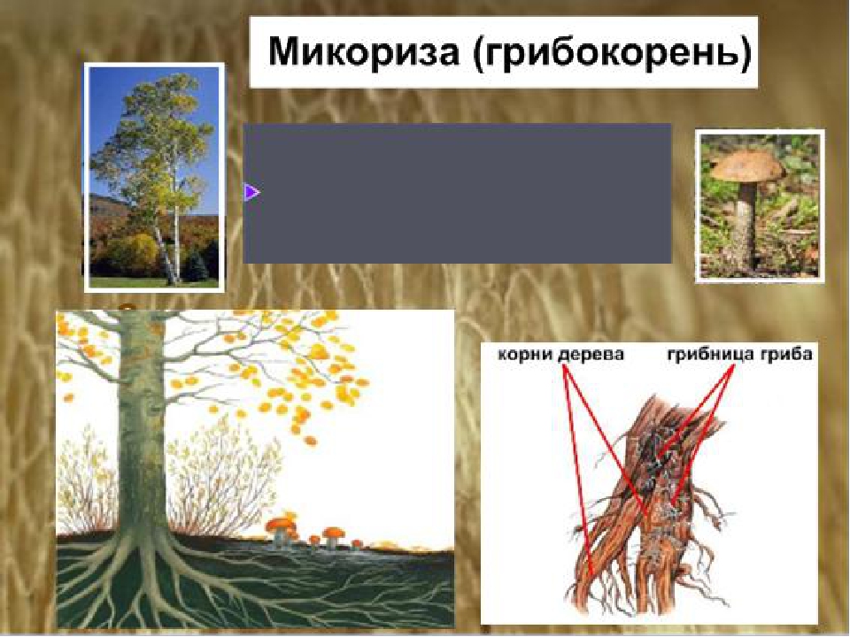 Микориза это. Микориза грибокорень. Грибокорень или микориза это. Микориза с деревом. Грибокорень примеры.