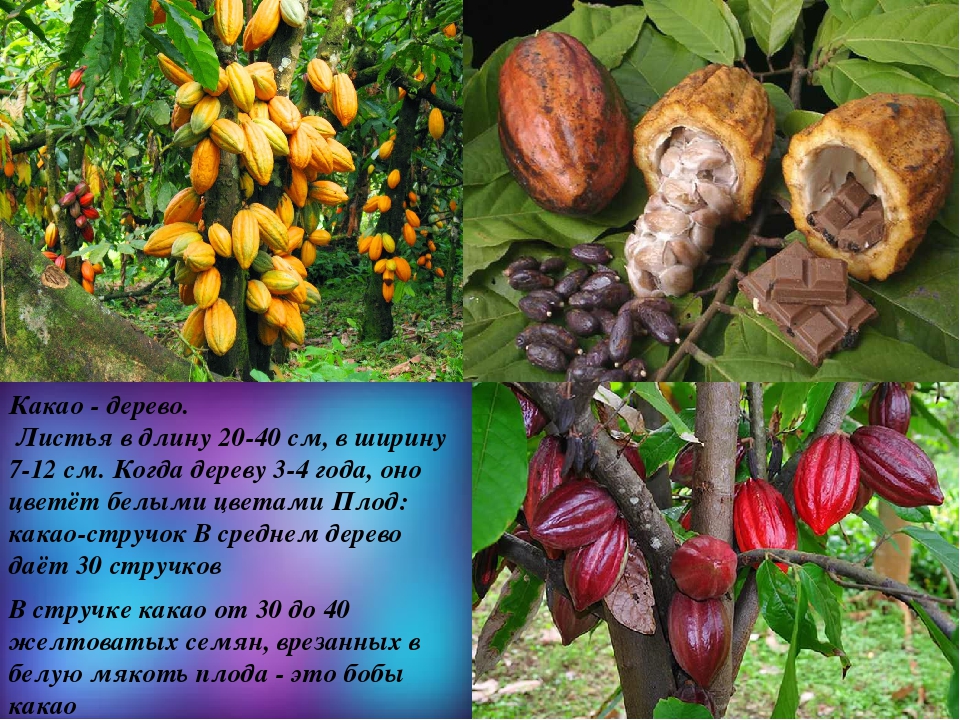 Где выращивают какао бобы