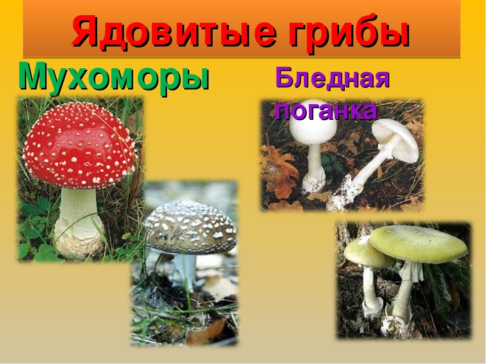 Окружающий мир класс грибы. Ядовитые грибы окружающий мир. Несъедобные грибы окружающий мир. Окружающий мир съедобные и несъедобные грибы. Съедобные грибы окружающий мир.