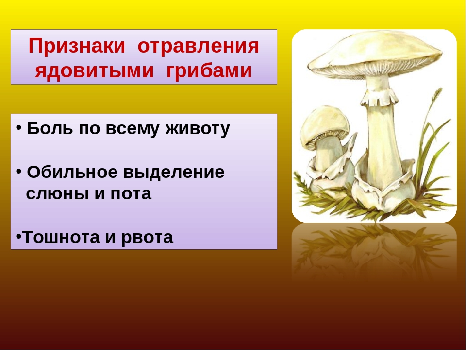 Подготовить сообщение о любых ядовитых грибах. Опасные грибы 2 класс. Проект ядовитые грибы. Презентация 3 класс ядовитые грибы. Опасные грибы для человека 2 класс.