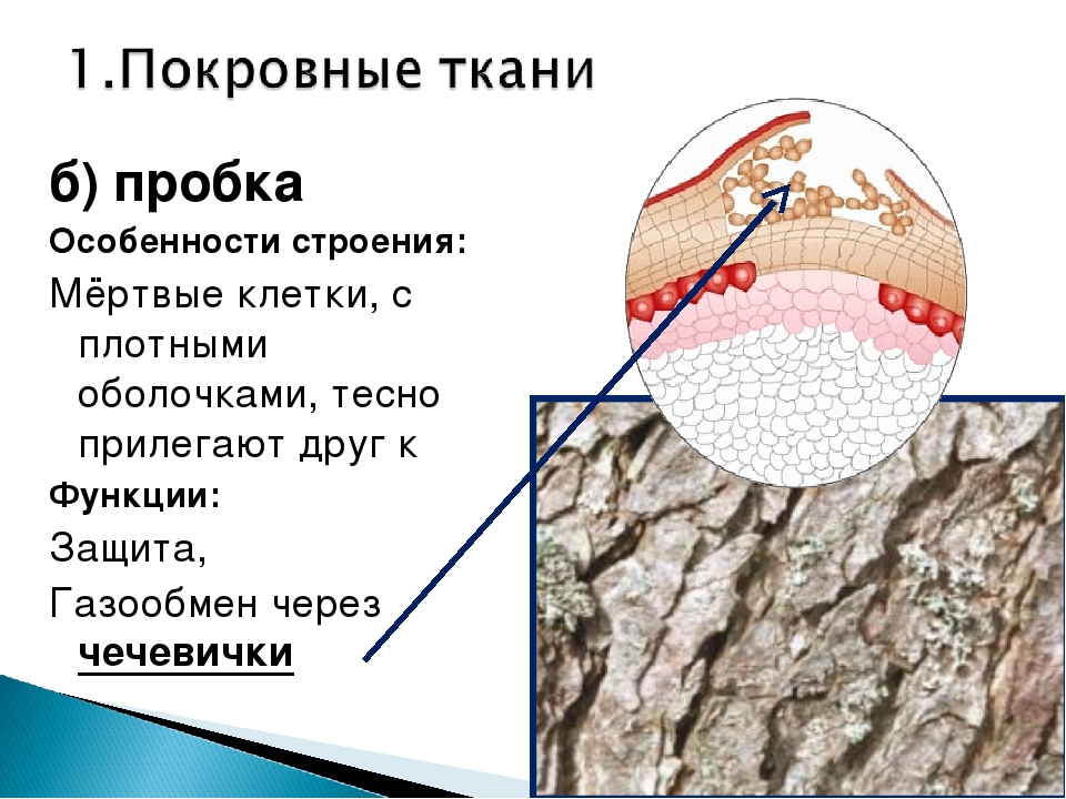 Покровная ткань особенности строения. Строение пробки. Особенности строения пробки. Строение ткани пробка. Строение пробки растений.