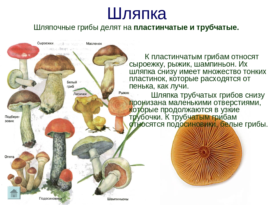 Три примера шляпочных грибов. Шляпочные грибы трубчатые и пластинчатые. Трубчатые Шляпочные грибы масленок. Шляпочные трубчатые грибы Шляпочные пластинчатые грибы. Шляпочные и трубчатые грибы представители.