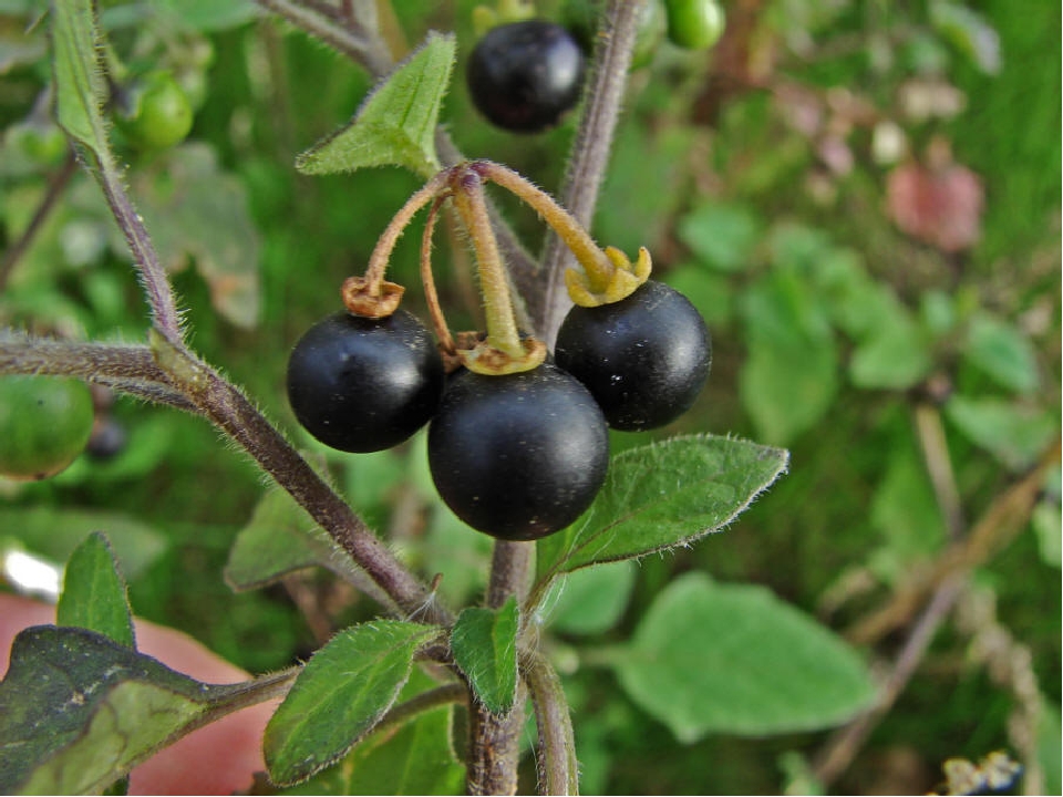 Бзника ягода. Паслен ягода. Паслён чёрный. Паслен черный (Solanum nigrum). Паслён чёрный (Solanum nigrum l.).