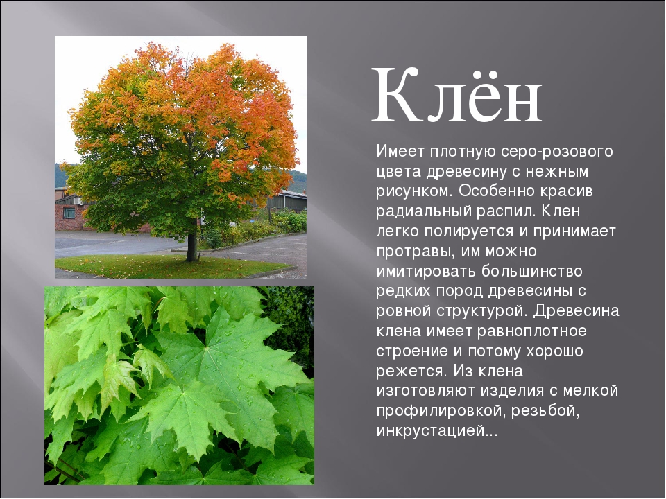 Я живу в россии где дубы песня. Клён описание дерева. Клен остролистный лист дерево плод. Клен остролистный древесина.