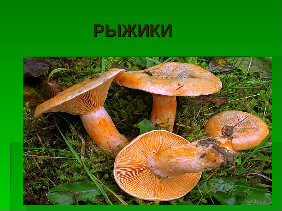 Какие съедобные грибы относятся к группе пластинчатых. Рыжик трубчатый или пластинчатый гриб. Грибы губчатые и трубчатые. Рыжик пластинчатые и трубчатые грибы. Рыжик Симбионт гриб.