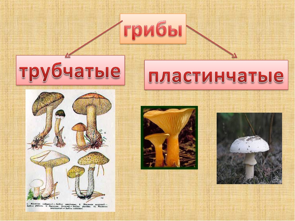 Какие съедобные грибы относятся к трубчатым грибам. Несъедобные пластинчатые грибы названия. Шляпочные грибы съедобные и ядовитые. Трубчатые грибы съедобные и несъедобные. Трубчатые ядовитые и несъедобные грибы.