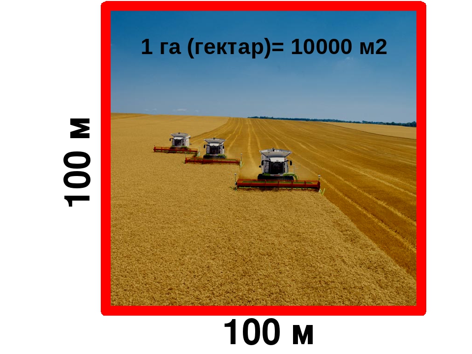 1 га. Гектар. Площадь 100 гектар. Гектар это 100м на 100м ?.