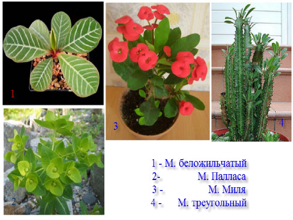 Молочай фото и названия. Молочай Родина молочая. Эуфорбия миля размножение. Молочай влаголюбивое растение. Цветок эуфорбия миля размножение.