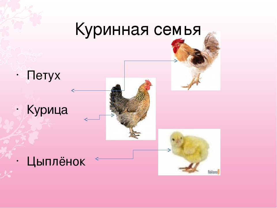Как определить цыплят кур петух. Петух курица цыпленок. Курица и петух отличия. Как определить петуха. Отличие петуха от курицы.