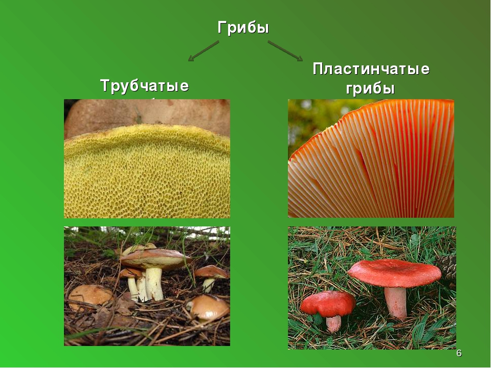 Какие съедобные грибы относятся к трубчатым грибам. Шляпочные пластинчатые грибы съедобные. Съедобные Шляпочные грибы. Рыжик трубчатый или пластинчатый гриб. Грибы Шляпочные и трубчатые.