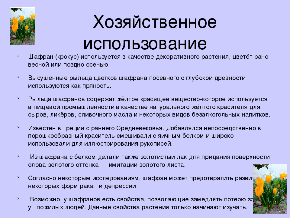 Как принимать шафран. Чем полезен Шафран. Шафран полезные свойства. Полезные свойства шафрана применение. Лечебная трава Шафран.