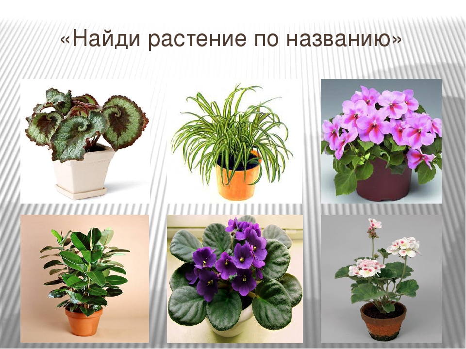 Цветы название найти комнатные растения. Комнатные цветы и их названия. Определить название комнатного цветка. Как узнать название растения по фото. Цветы комнатные с названиями по алфавиту.