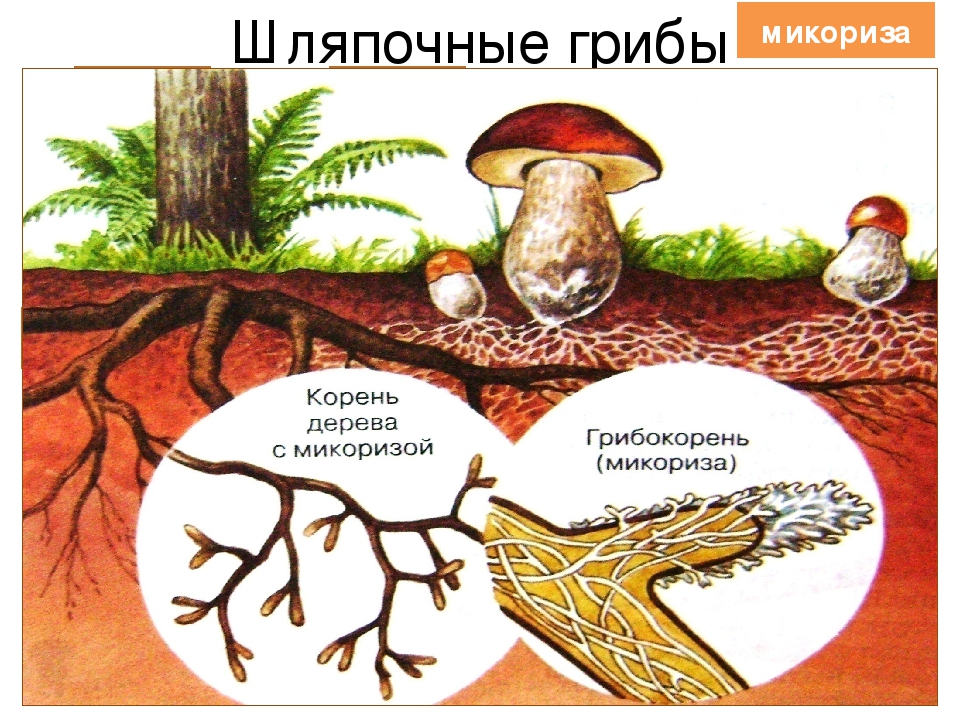 Шляпочный гриб и дерево. Симбиотрофы микориза. Микориза с грибами-симбионтами. Шляпочные грибы микориза. Микориза грибокорень.