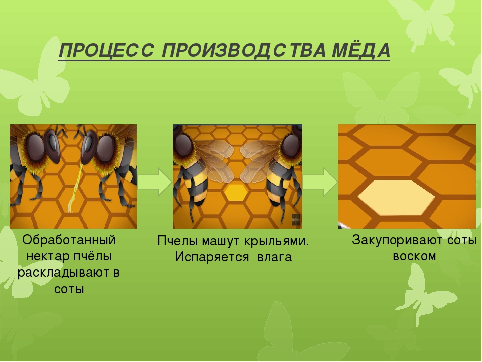 Как получить пчелиную соту. Процесс получения меда. Как образуется мед. Процесс производства меда. Процесс получения мёда у пчел.