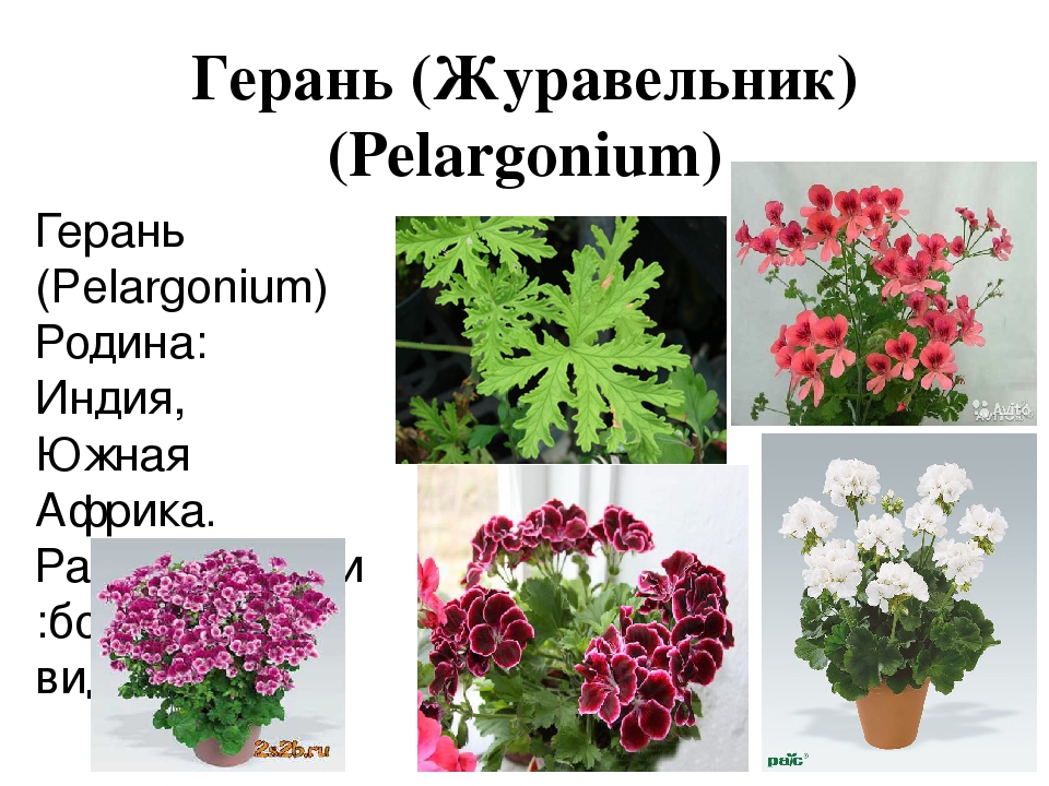 Особенности герани. Пеларгония душистая и зональная. Родина герани пеларгонии. Пеларгония Родина растения. Пеларгония душистая строение.