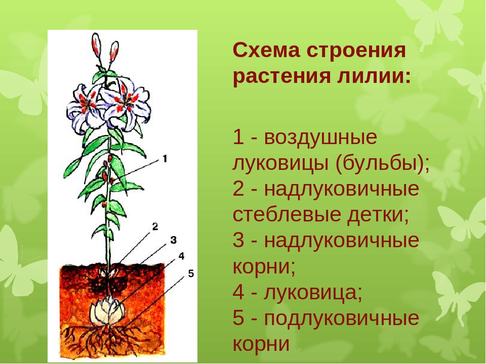 Схема лилейных растений