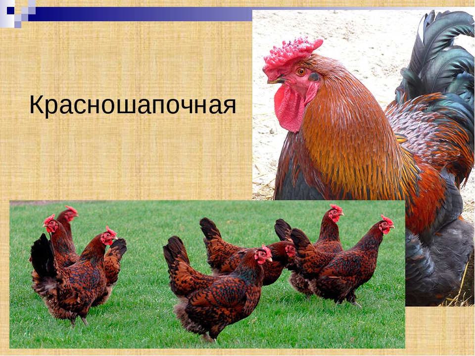 Название пород мясо яичных. Породы кур-несушек. Название курей. Разнообразие кур. Породы кур с фотографиями.