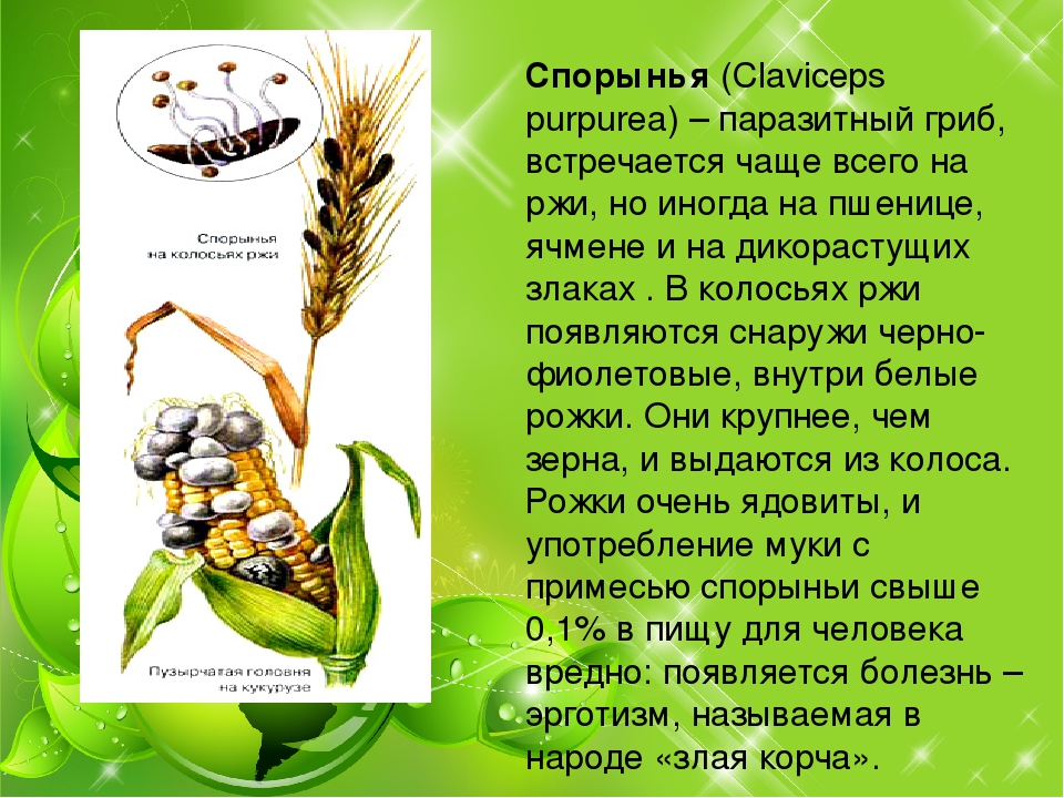 Сообщение о паразитах 5 класс биология. Спорынья гриб паразит. Головня и спорынья грибы паразиты. Гриб паразит спорывнб. Паразит злаковых спорынья.