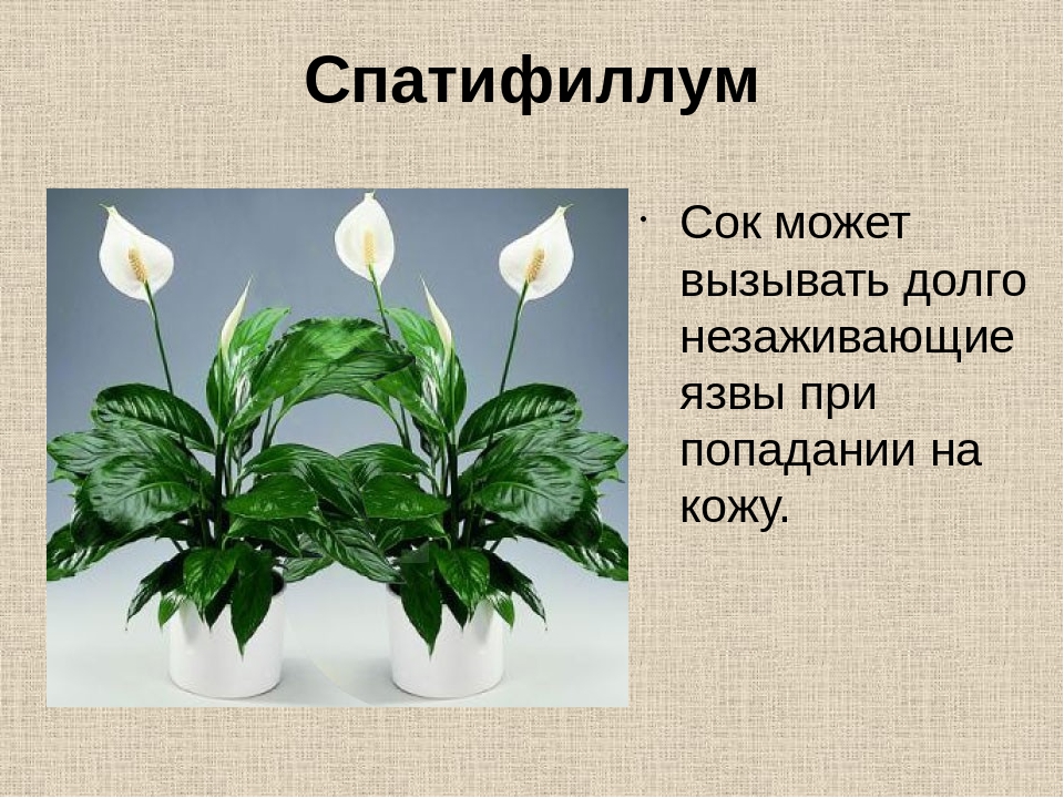 Спатифиллум ядовитый или нет. Спатифиллум карточка растения. Растения прекрасные но опасные. Спатифиллум сообщение. Спатифиллум описание для детей.