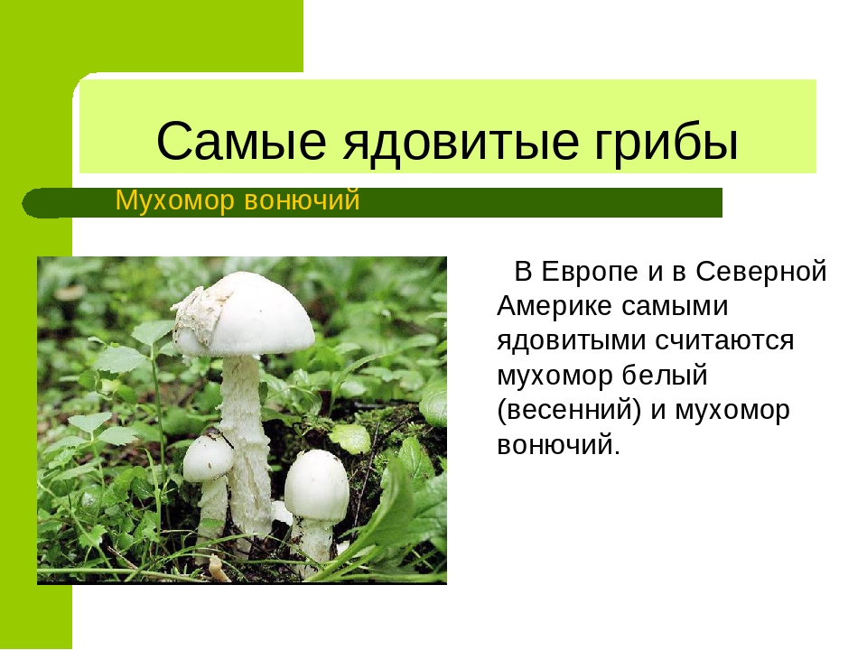 Подготовь сообщение о любых ядовитых растениях грибах. Ядовитые грибы мухомор вонючий. Сведения о ядовитых грибах. Загадки про ядовитые грибы. Сообщение о ядовитых грибах.