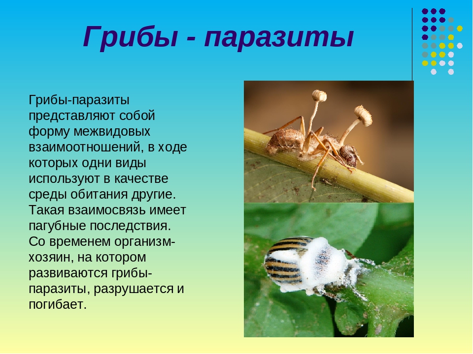 Сообщение о паразитах 5 класс биология. Грибы паразиты доклад. Грибы паразиты животных сообщение. Доклад по биологии грибы паразиты. Сообщение о паразитических грибах.