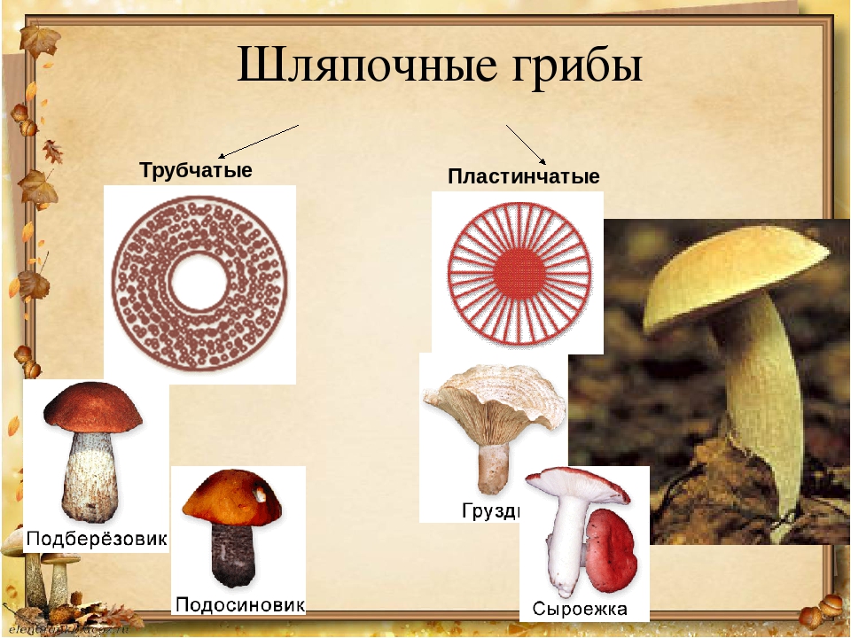 Голосеменные шляпочные грибы примеры. Шляпочные грибы пластинчатые грибы. Шляпочные трубчатые. 1) Трубчатые грибы 2) пластинчатые грибы. Подосиновик трубчатый или пластинчатый гриб.