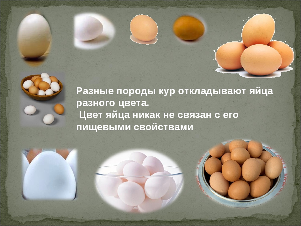 Сколько куры дают яйца. Формирование яйца в курице. Процесс формирования куриного яйца. Процесс образования яйца в курице. Процесс формирования яиц у кур.