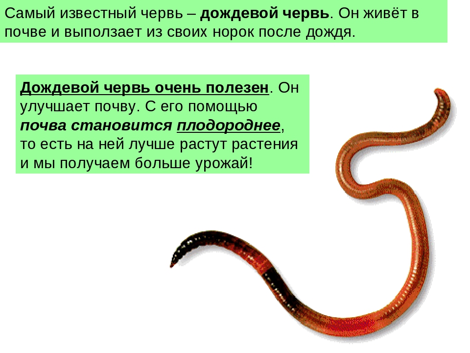 Замечательная особенность этого червя состоит в том. Доклад о дождевом черве 3 класс. Доклад о дождевых червях. Информация о черьвей.