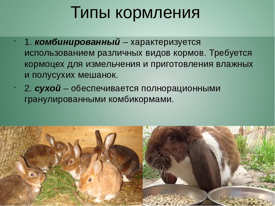 И человека и животное характеризуются. Типы кормления кроликов. Комбинированный Тип кормления кроликов. Типы кормления коров. Проект кормление животных.