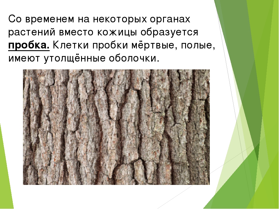 Значение имеет кожица и пробка. Пробка у растений. Пробковая ткань растений. Пробка растительная ткань. Строение пробки растений.