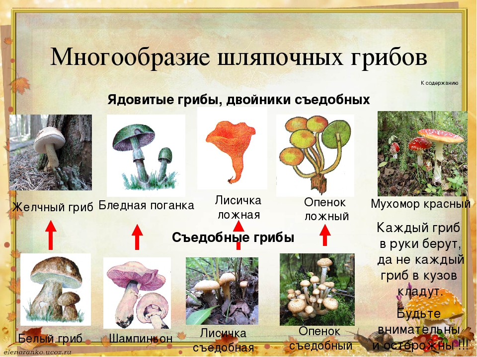 Какие грибы называют шляпочными 7 класс. Грибы двойники съедобные и несъедобные таблица. Несъедобные Шляпочные грибы. Съедобные т несъедобные грибы. Шляпочные грибы съедобные и несъедобные.