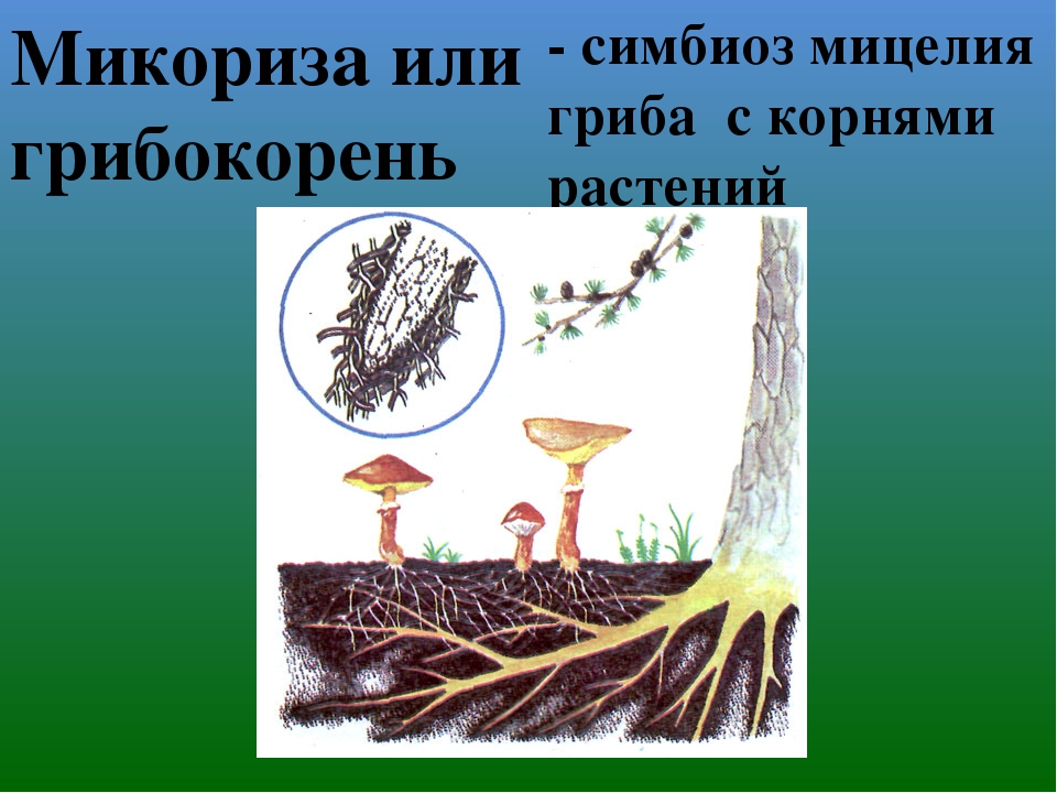 Микоризные грибы. Симбиоз микориза и растений. Шляпочные грибы микориза. Симбиоз у грибов микориза. Микориза грибокорень.