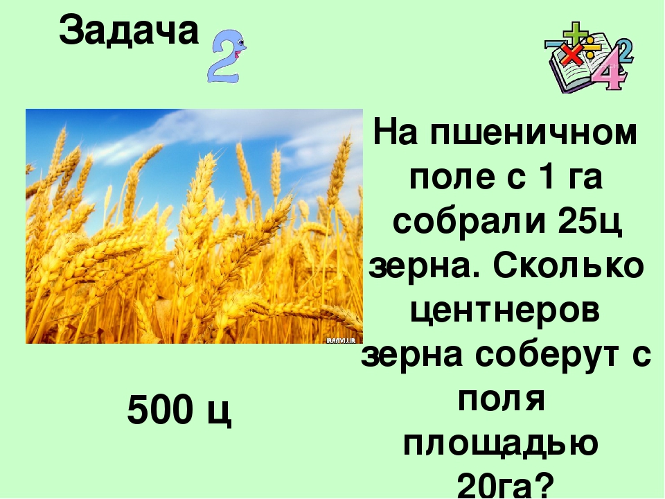 Количество злаковых. Задачи на урожайность. Сколько собирают зерна с 1 га. Сколько в 1 гектаре тонн зерна. Центнеров с гектара.