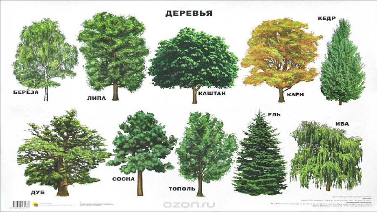 Класс деревьев биология. Жизненные формы растений деревья. Жизненные формы деревья кустарники. Жизненные формыдревеья. Деревья классификация деревьев.